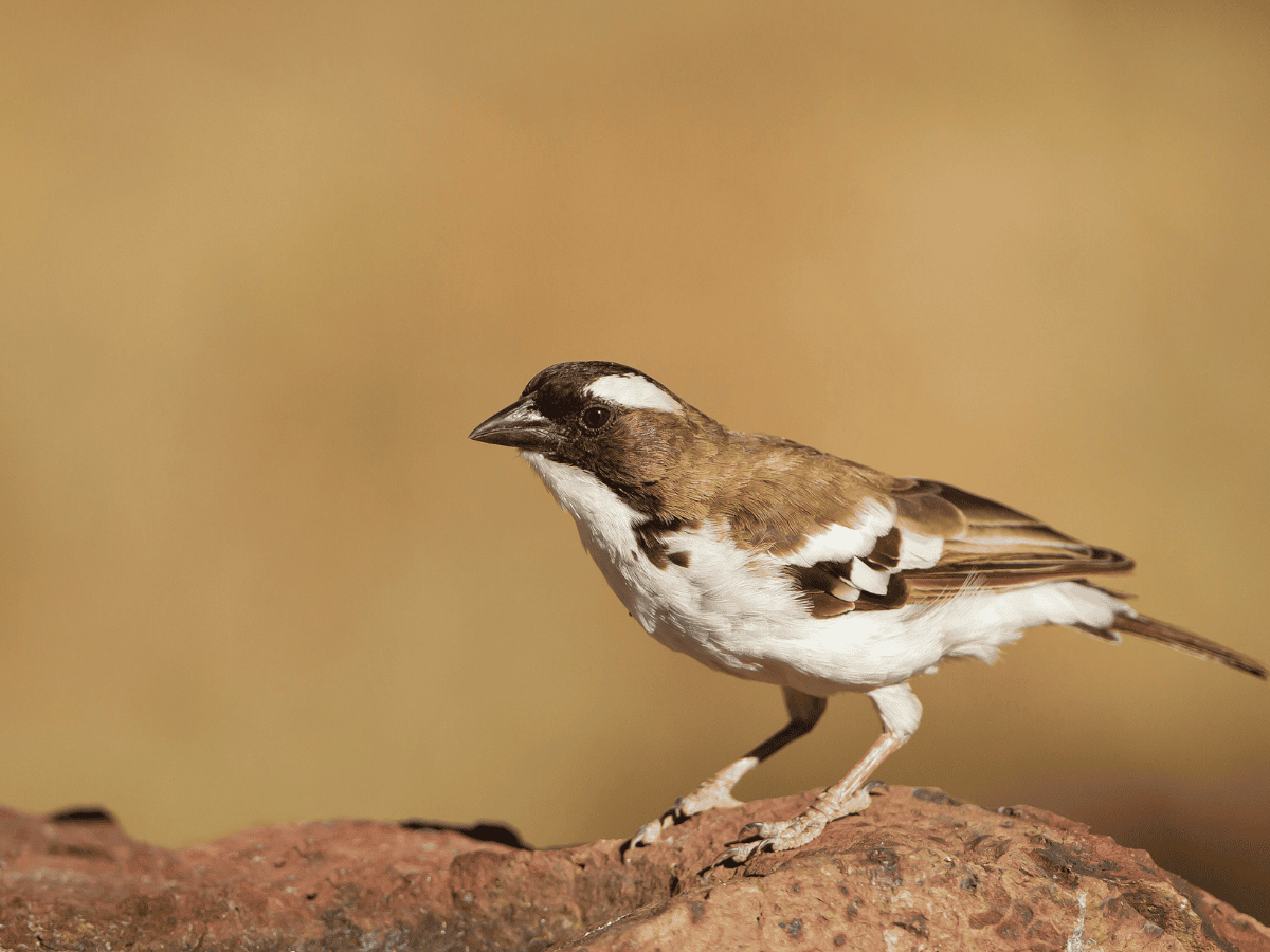 White-browed Sparrow-Weaver