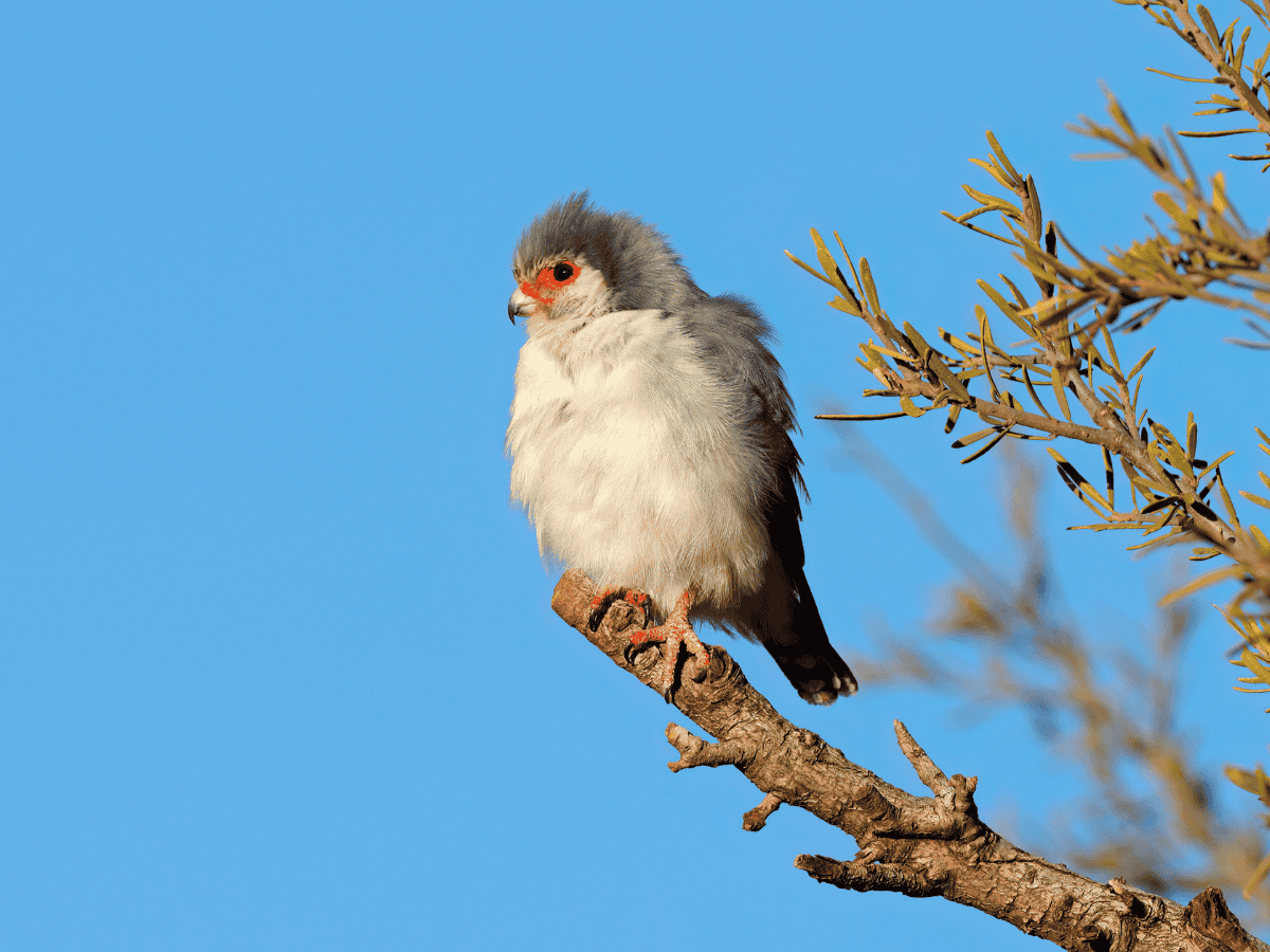Pygmy Falcon