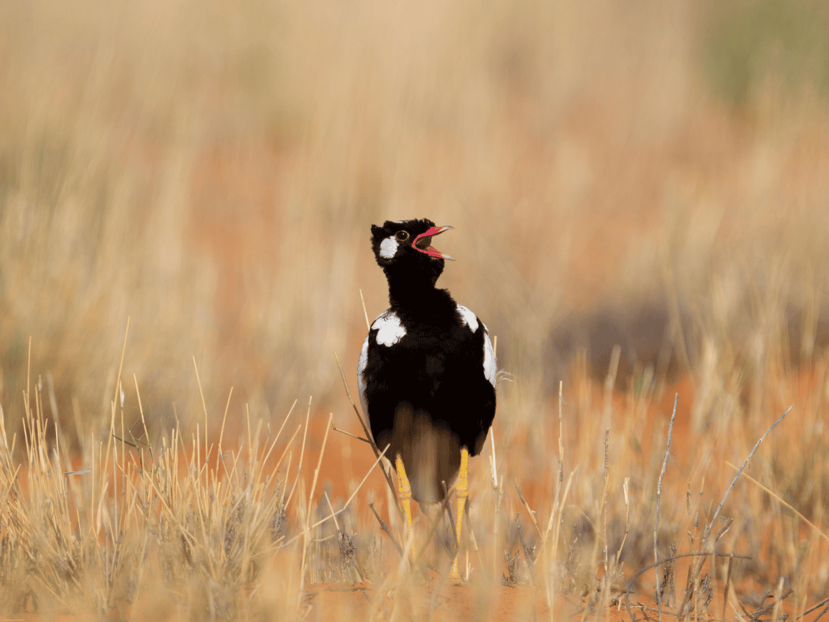 Northern Black Korhaan