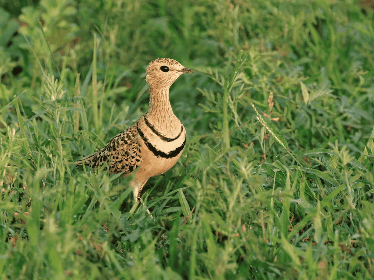 Double-banded Courser