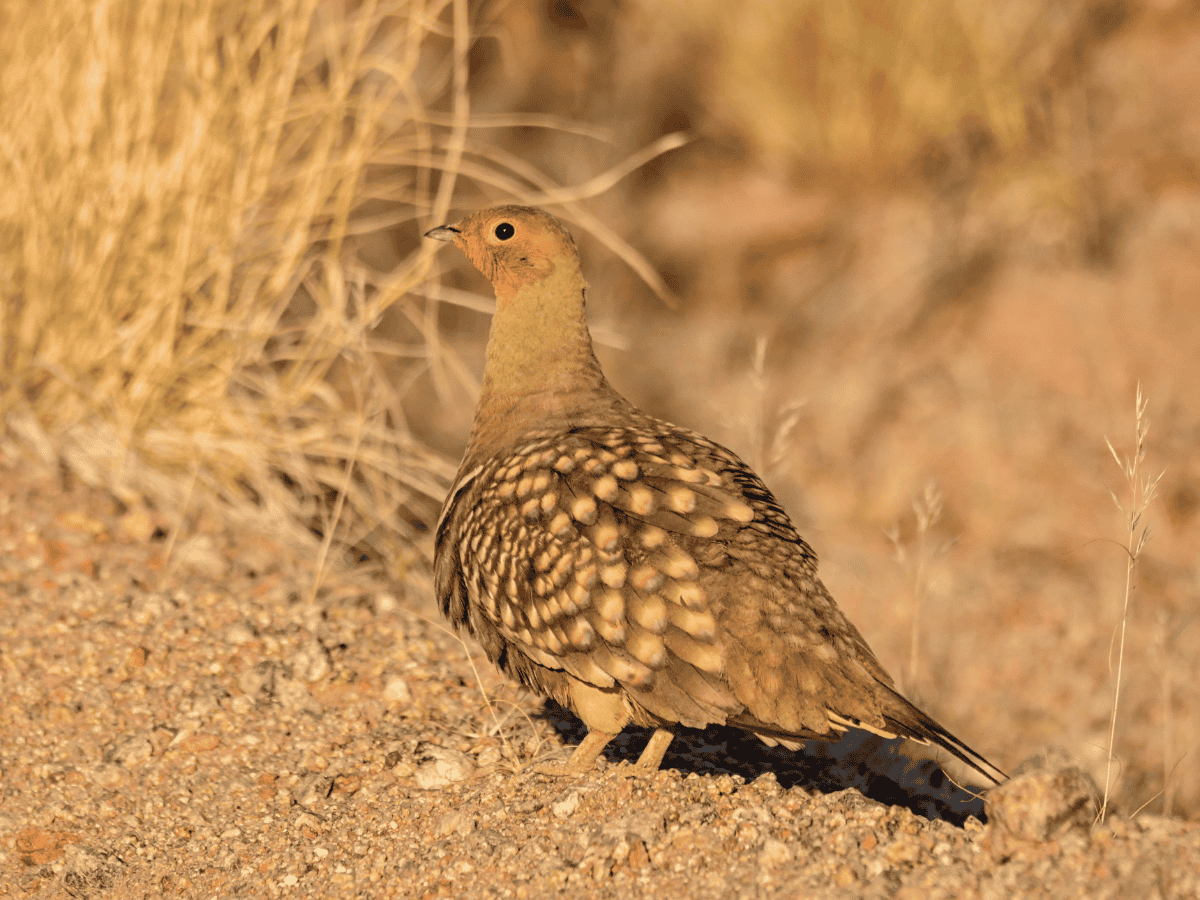 Namaqua Sandgrouse