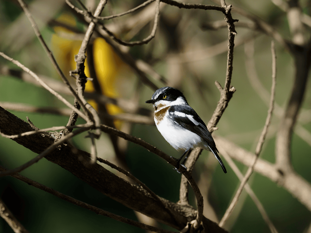 Chinspot Batis