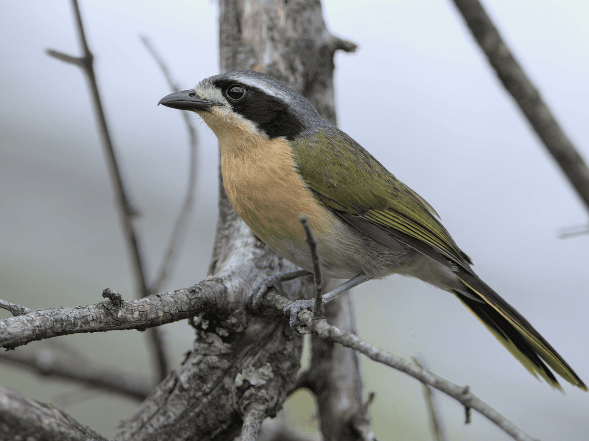 Olive Bushshrike