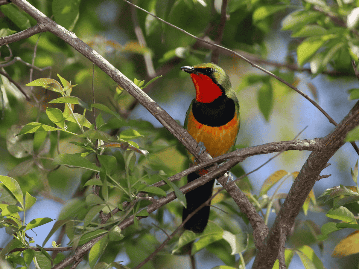 Gorgeous Bushshrike