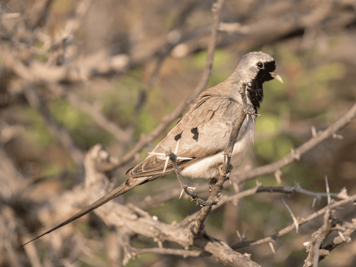 Namaqua Dove