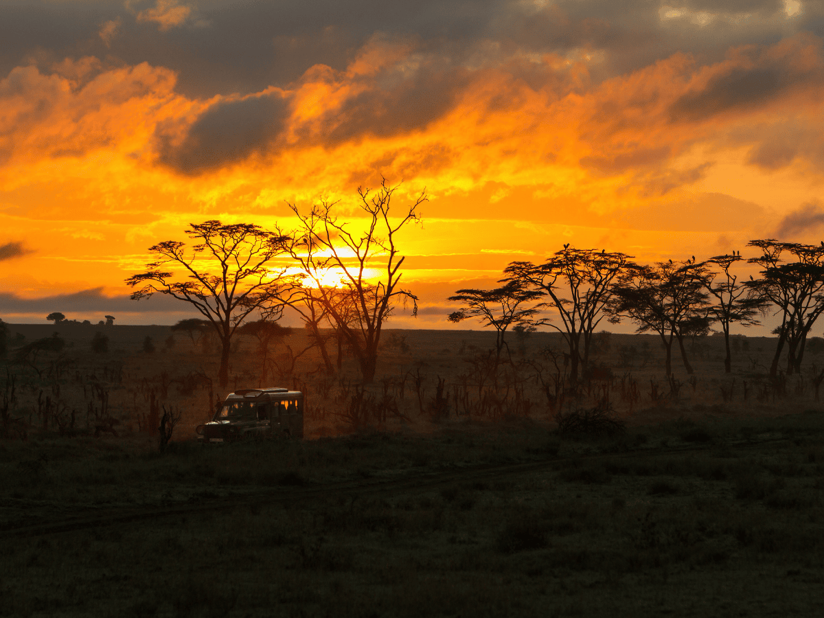 Afternoon game drives