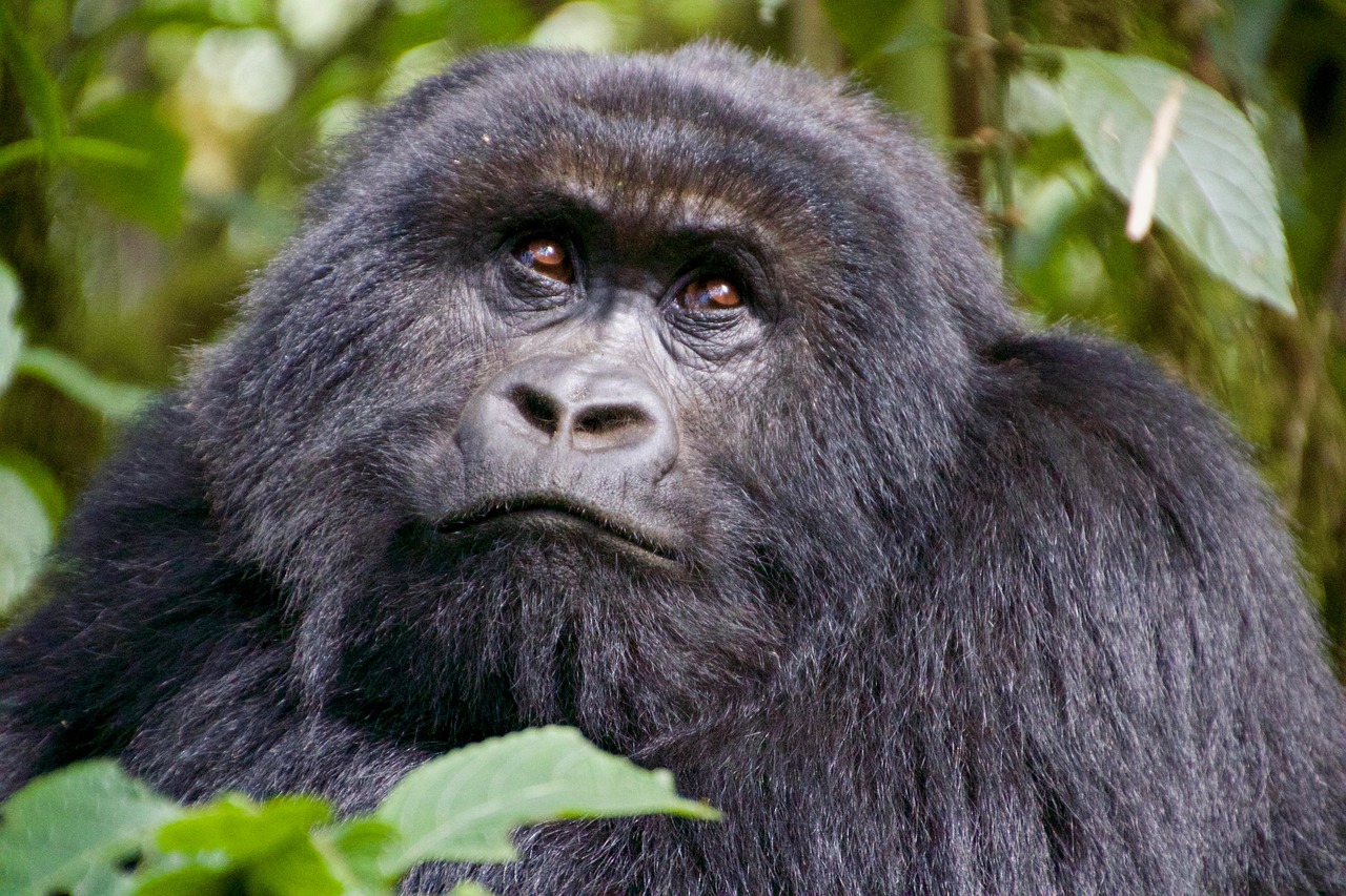 Rwanda