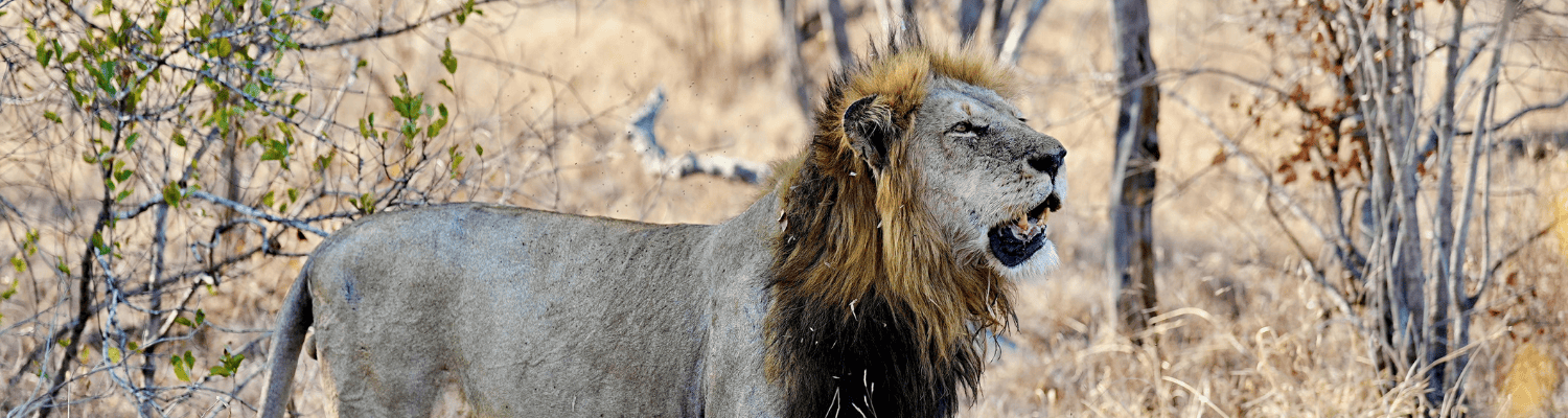 Kruger Region