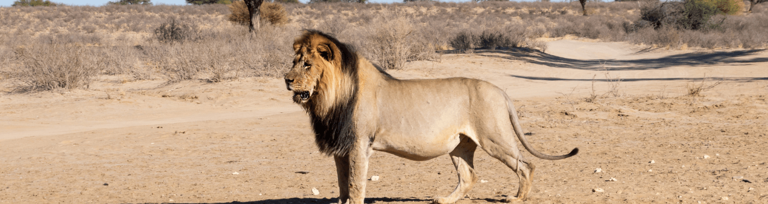 Kgalagadi Region