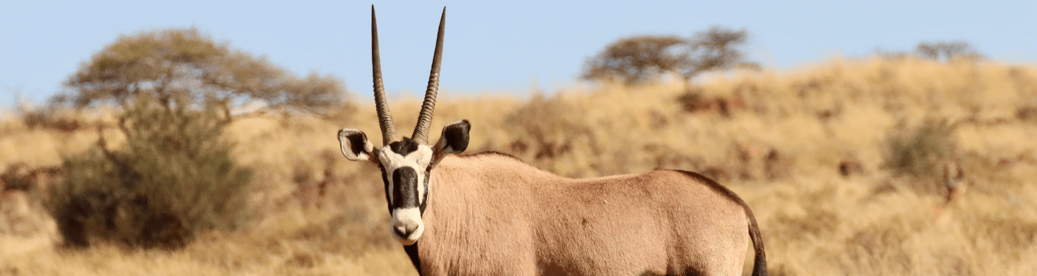 Kgalagadi Transfrontier National Park