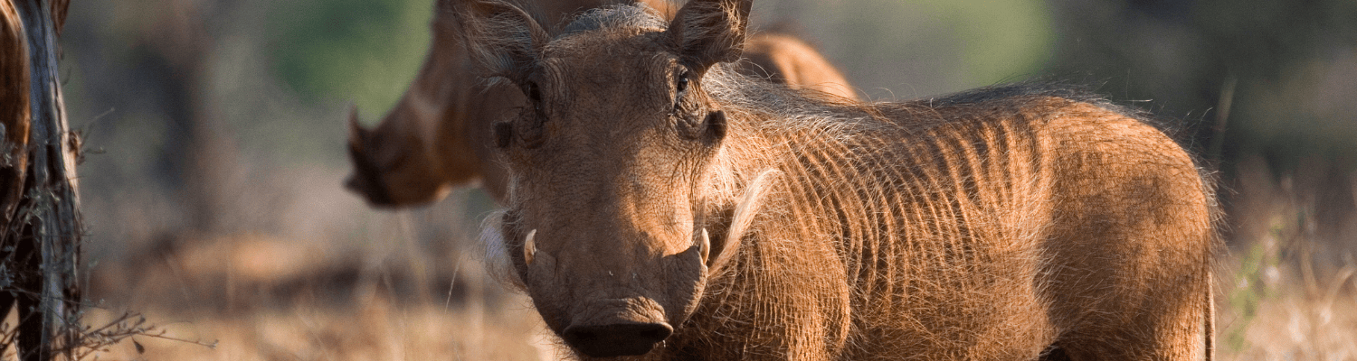 uMkhuze Game Reserve