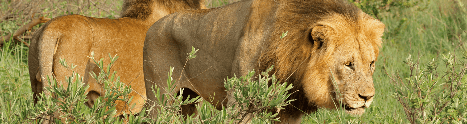 Madikwe Game Reserve