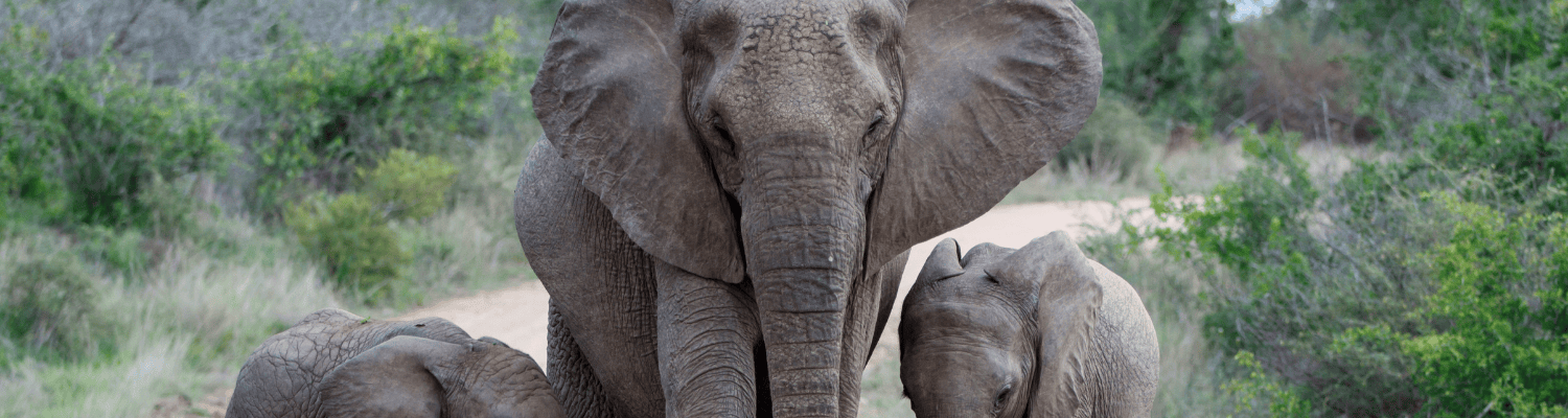 Manyeleti Game Reserve