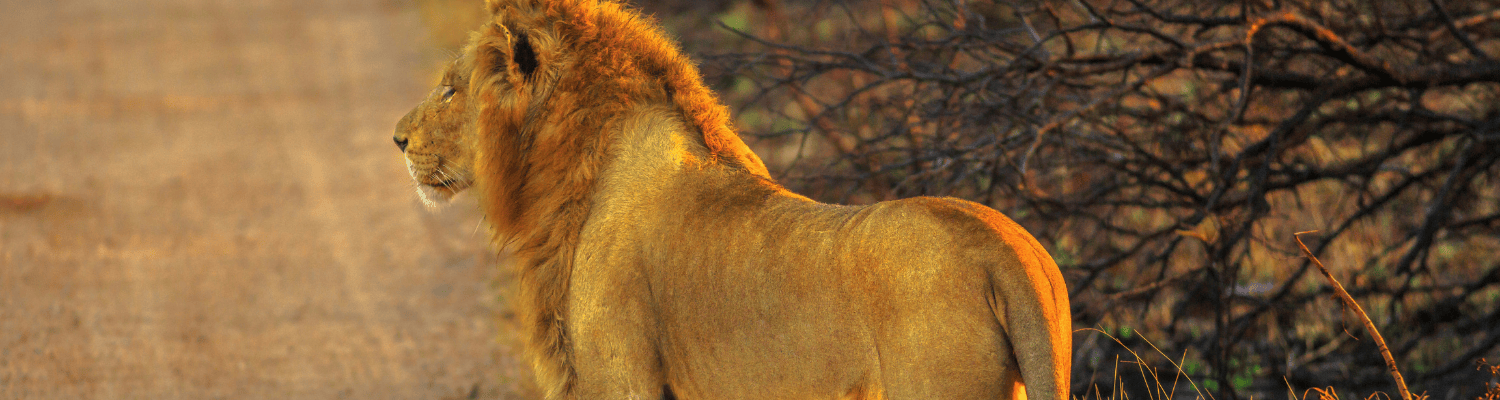 Thornybush Private Game Reserve