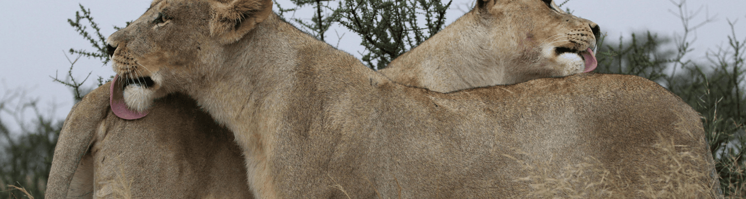 Klaserie Private Nature Reserve