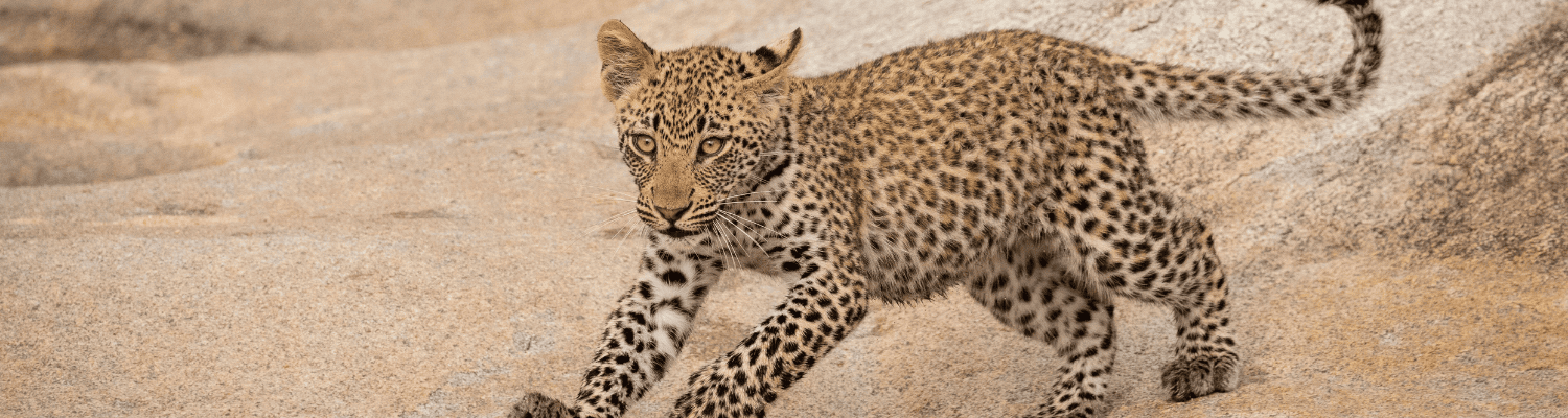 Makalali Game Reserve