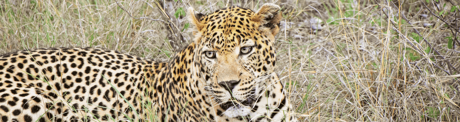 Karongwe Private Game Reserve