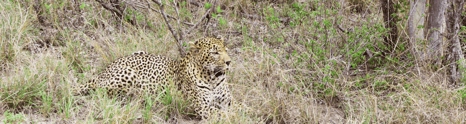 MalaMala Game Reserve