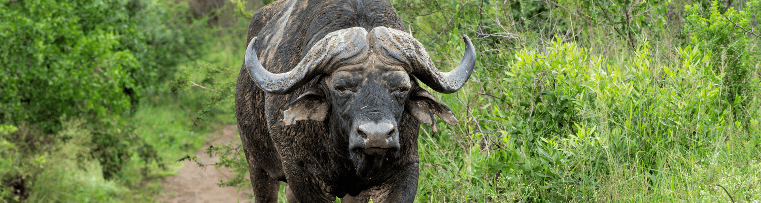 Phinda Private Game Reserve