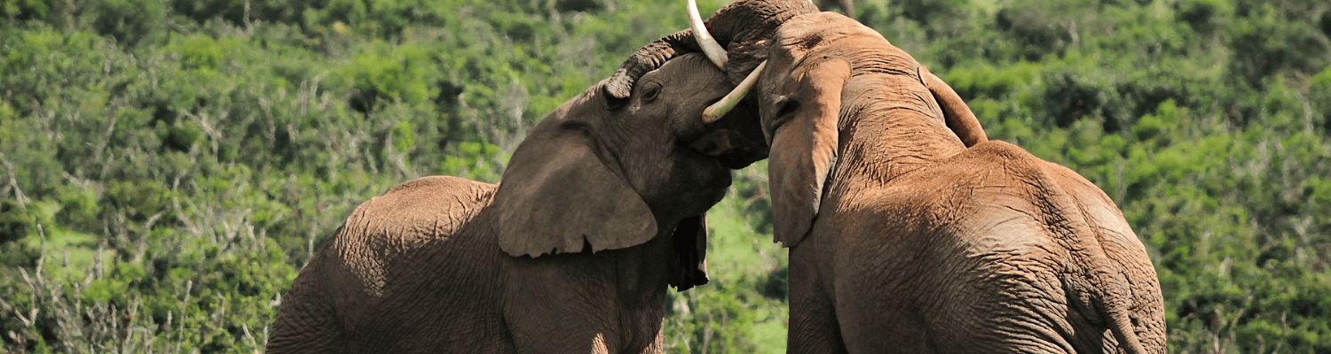 Kwandwe Private Game Reserve