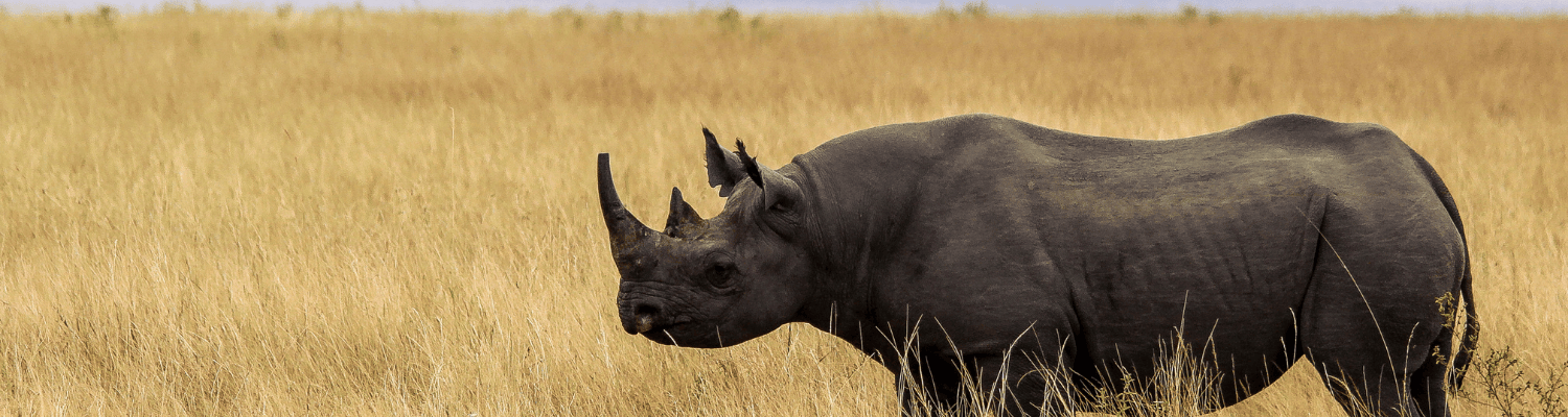 Black Rhino