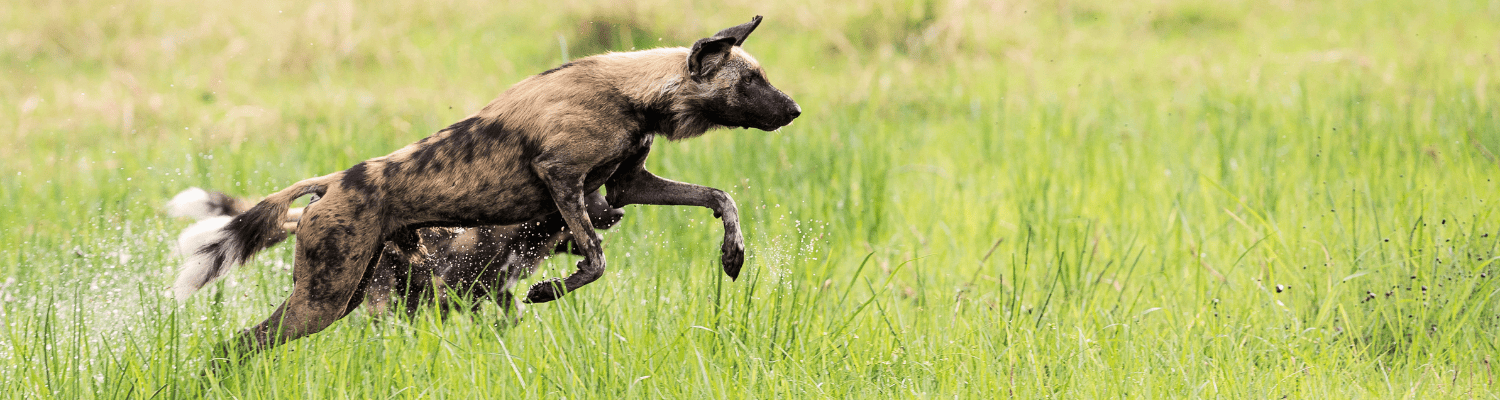 African Wild Dog