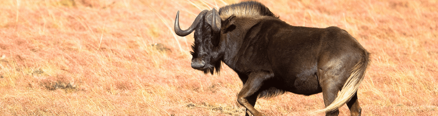 Black Wildebeest