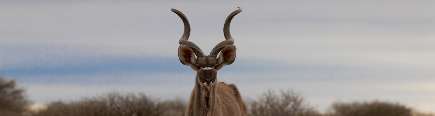 Greater Kudu