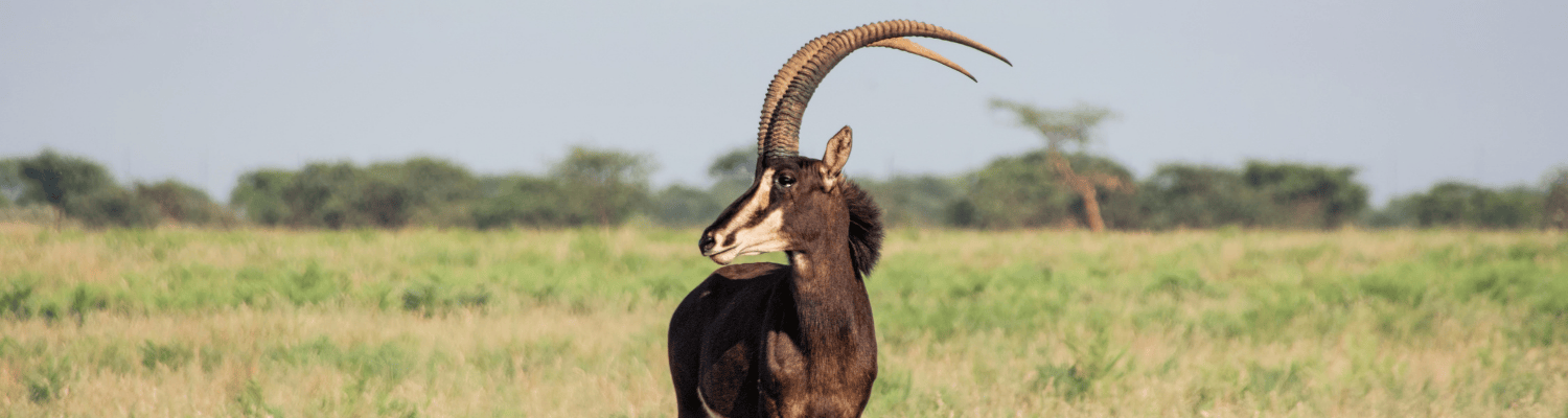 Sable Antelope