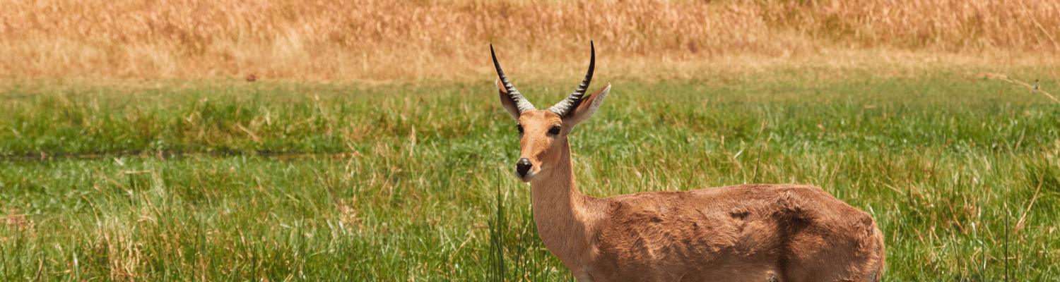 Common Reedbuck