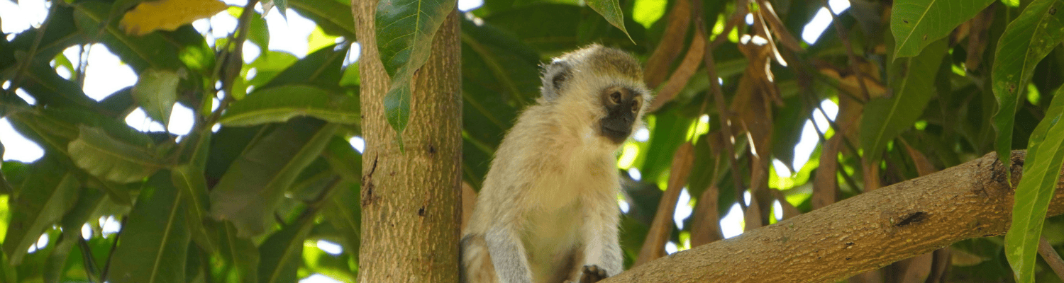 Vervet Monkey