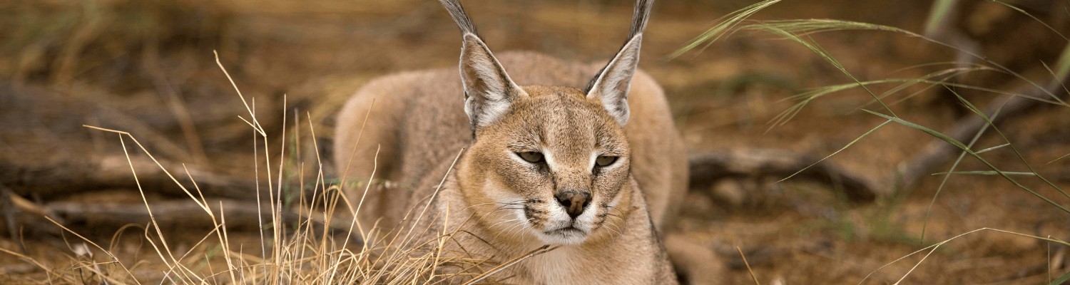 Caracal