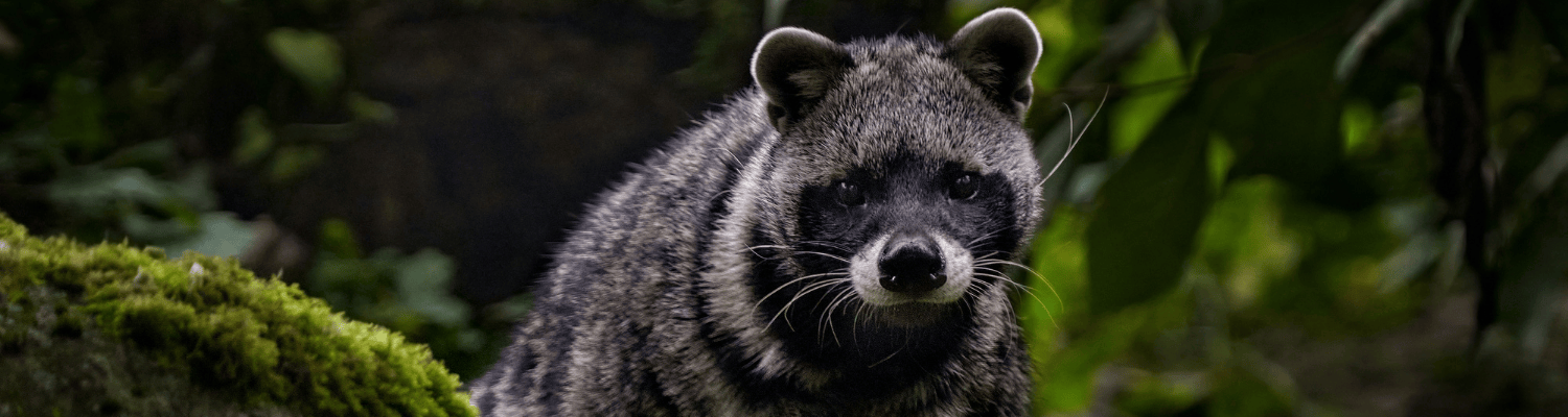 African Civet