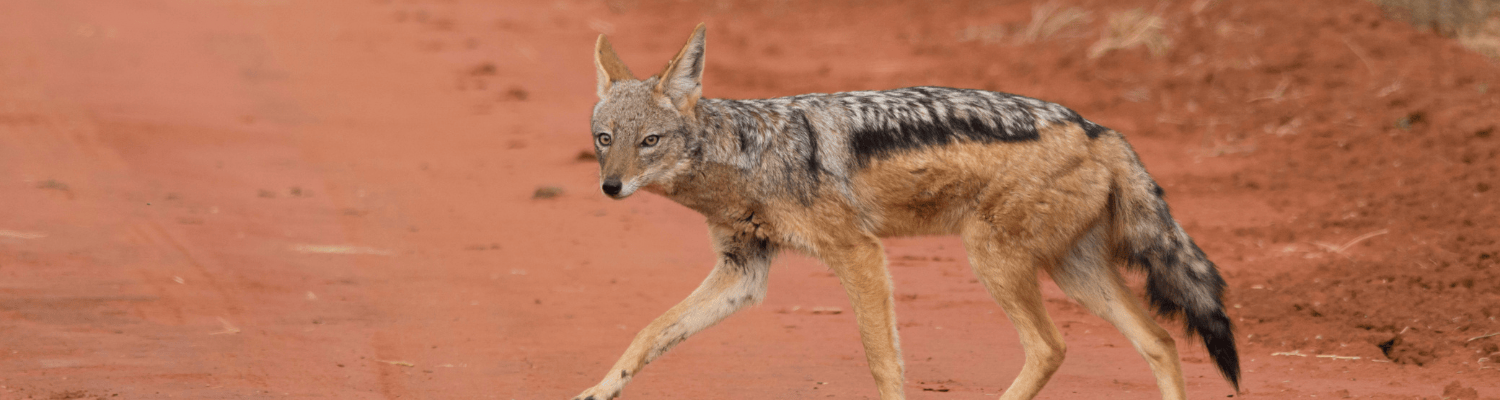 Black-backed Jackal