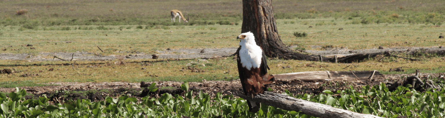 African Fish Eagle
