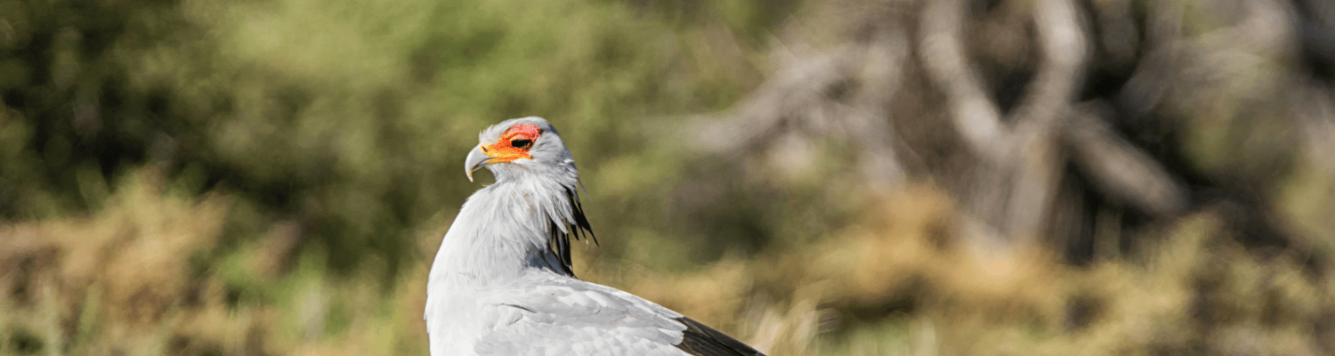 Secretarybird
