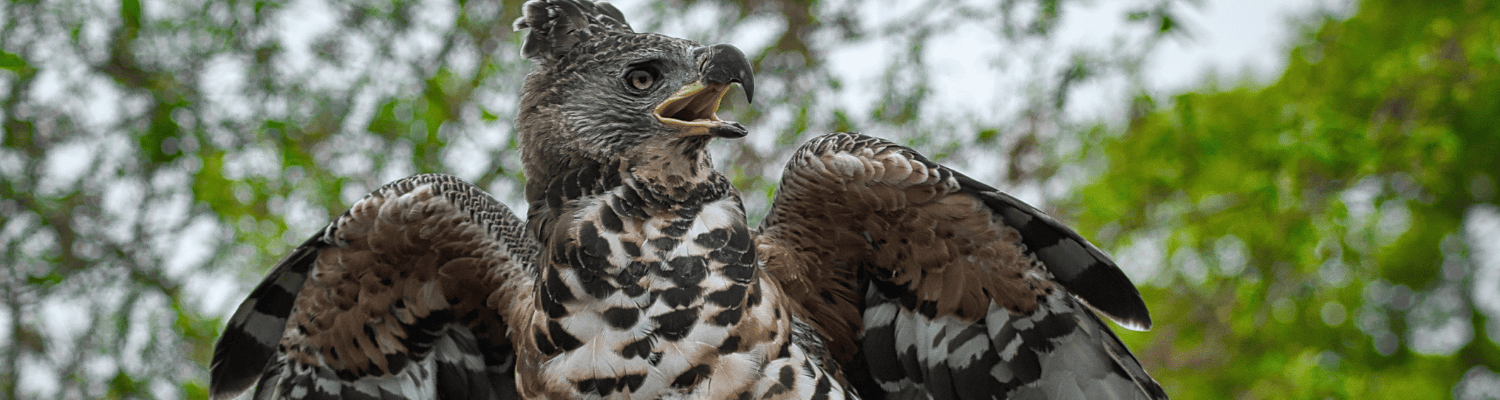Crowned Eagle