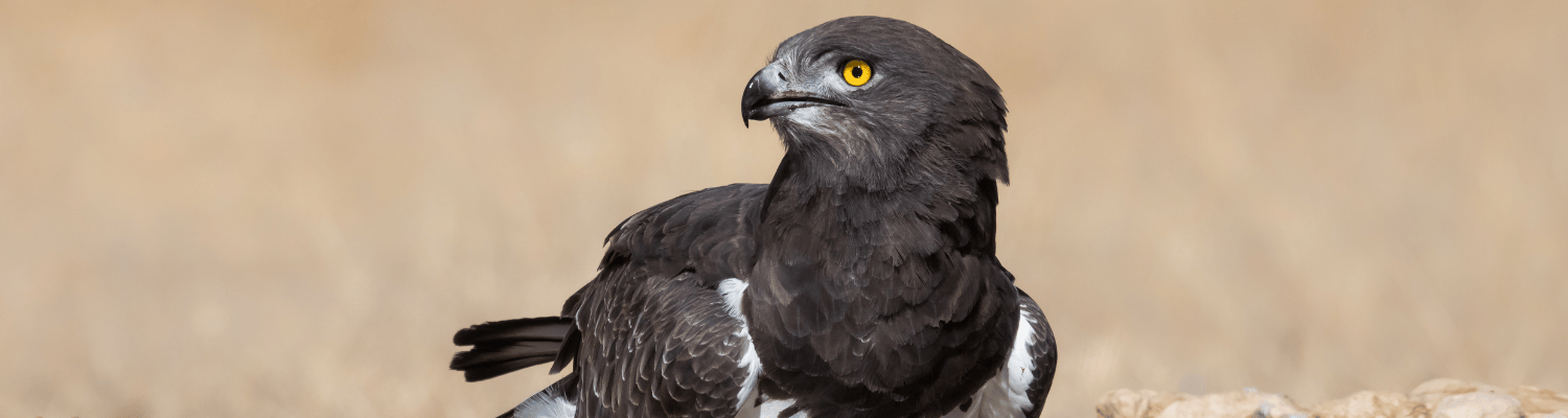 Black-chested Snake Eagle