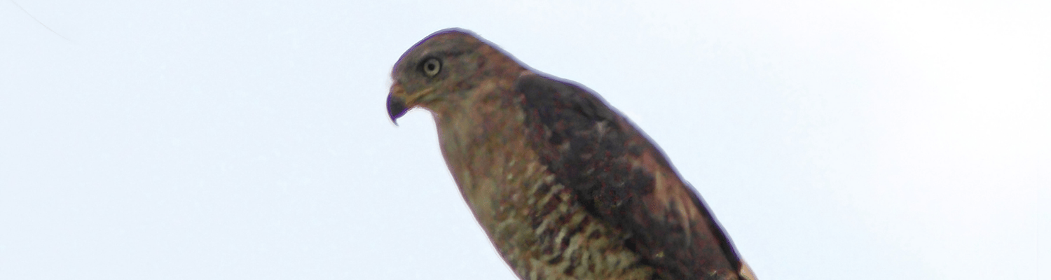 Southern Banded Snake Eagle