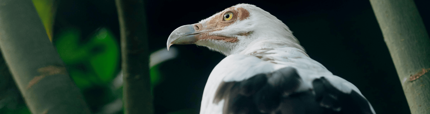 Palm-nut Vulture
