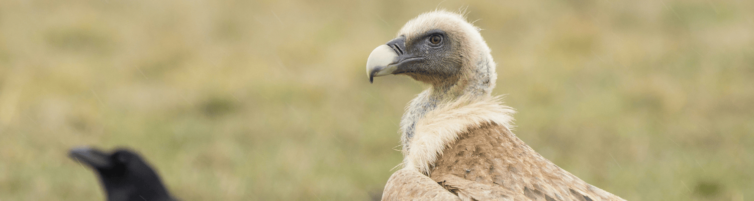 Cape Vulture