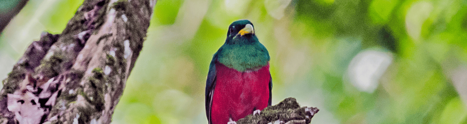 Narina Trogon