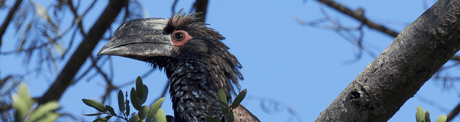 Trumpeter Hornbill