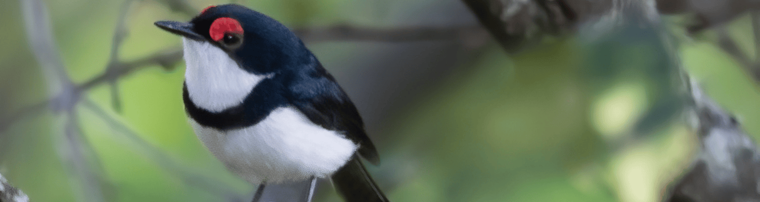 Black-throated Wattle-eye
