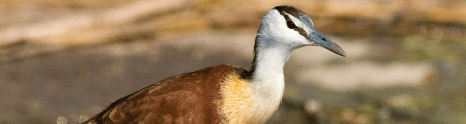 African Jacana