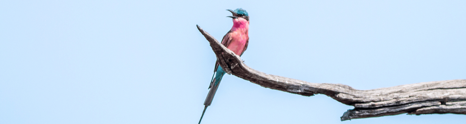 Southern Carmine Bee-eater