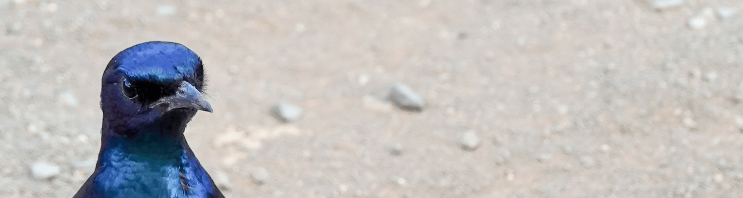 Burchell’s Starling