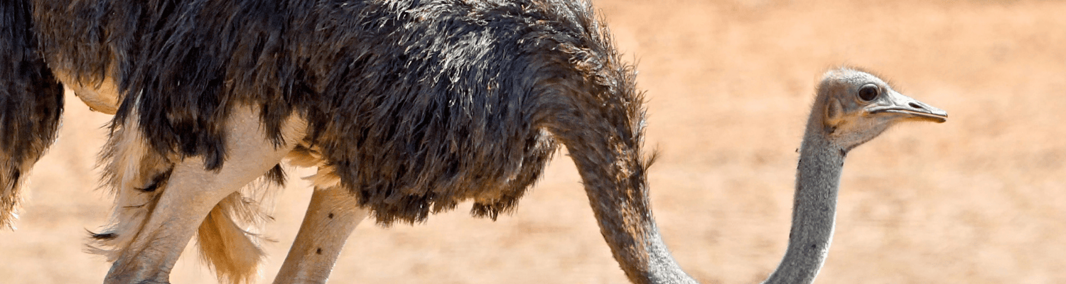 Ostrich