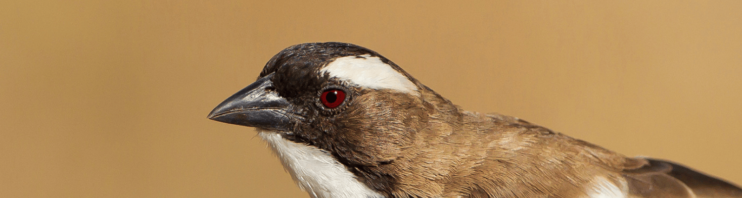 White-browed Sparrow-Weaver