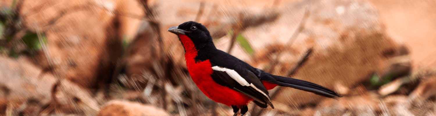 Crimson-breasted Shrike